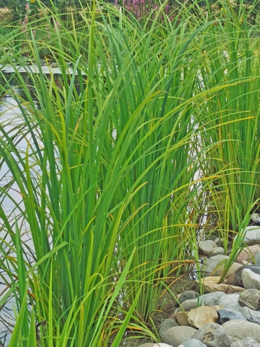 Carex acuta - Schlanksegge